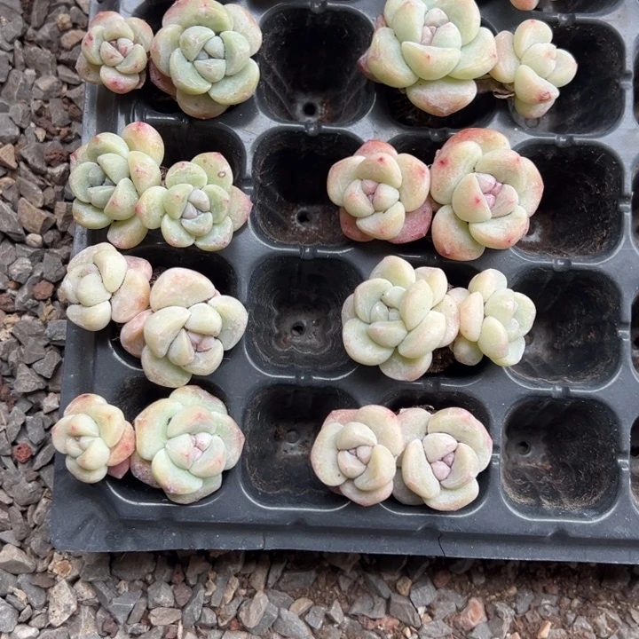 土豆一物一拍专拍