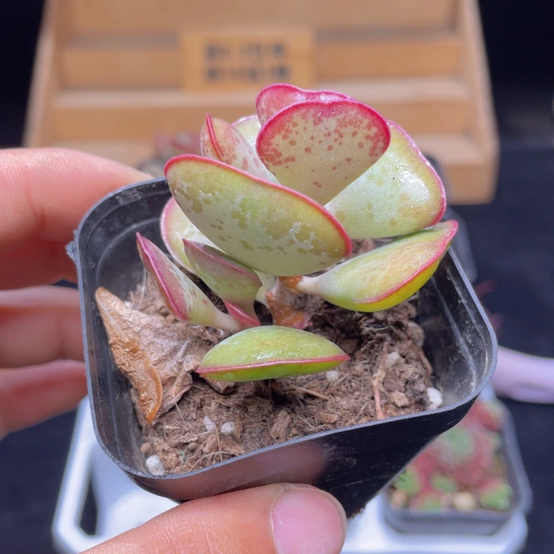 爱心水泡多肉9.9包邮发货