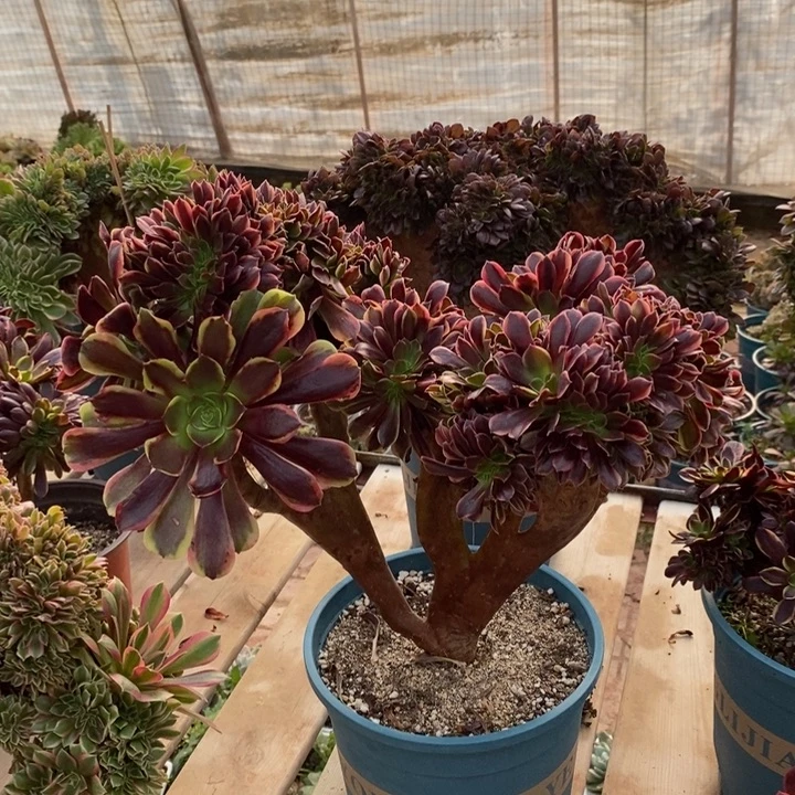 欧佳丽脱土裸根发货