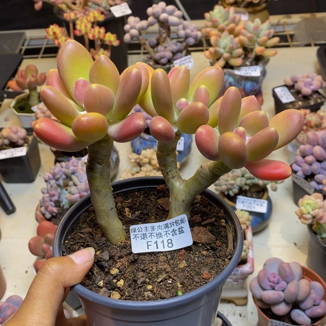 118金蟾多肉整14c m