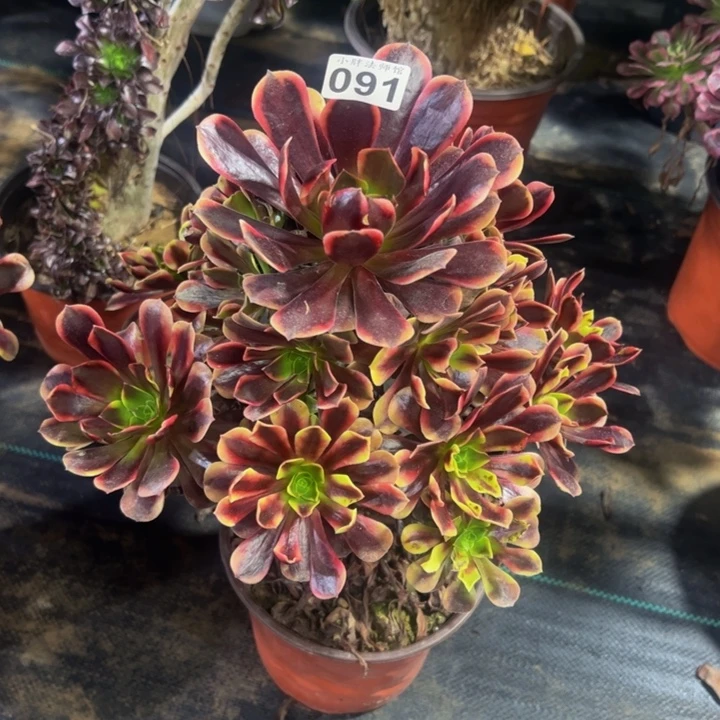 读***诗欧佳丽91多肉法师一物一拍