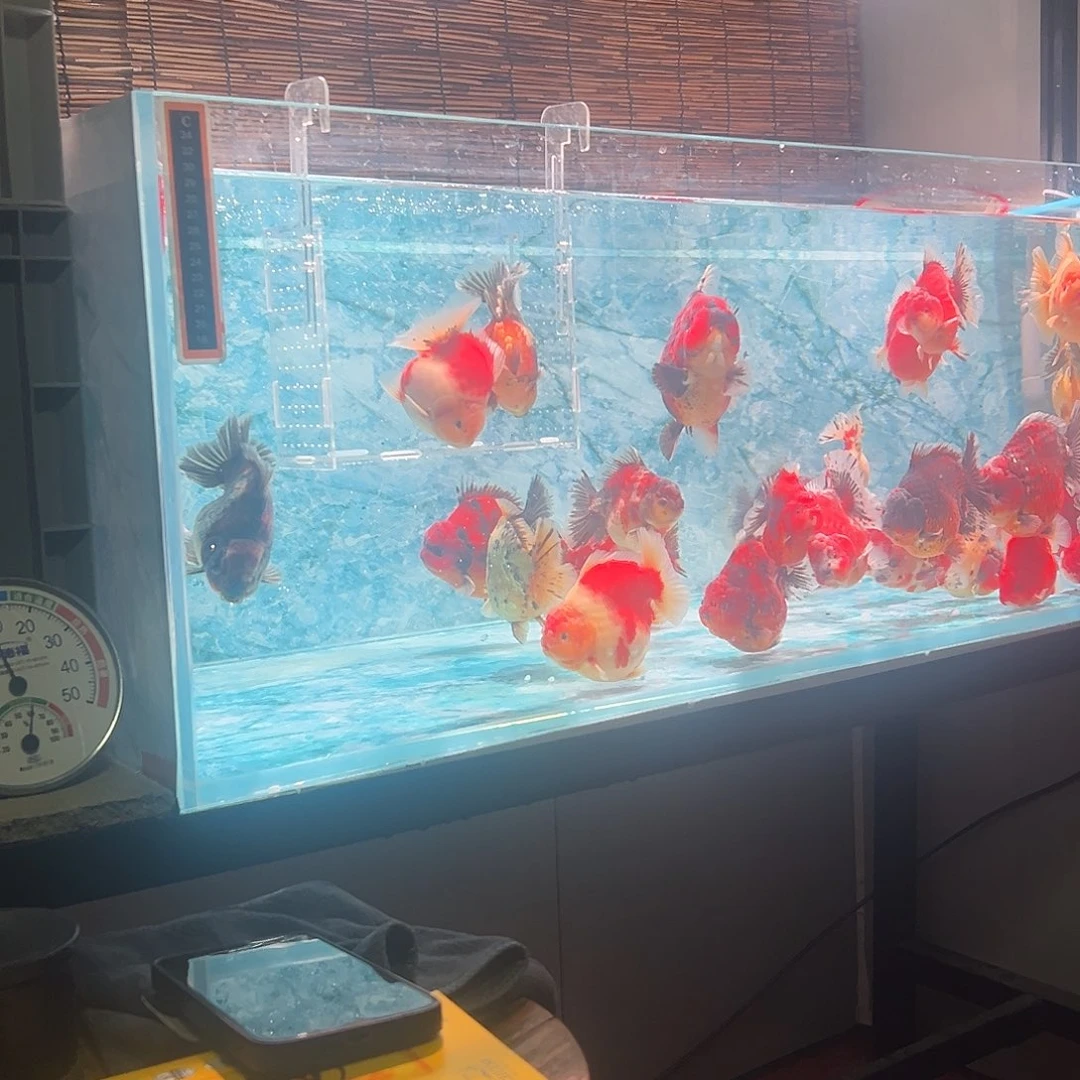 金鱼短尾将军泰狮