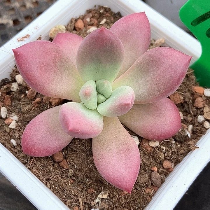 多肉植物赫菲1648