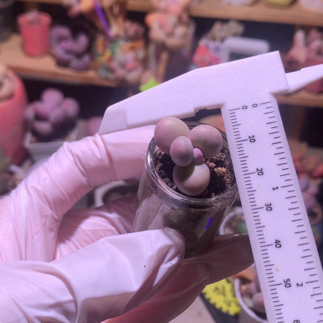 水光针奶酪多肉叶插苗。