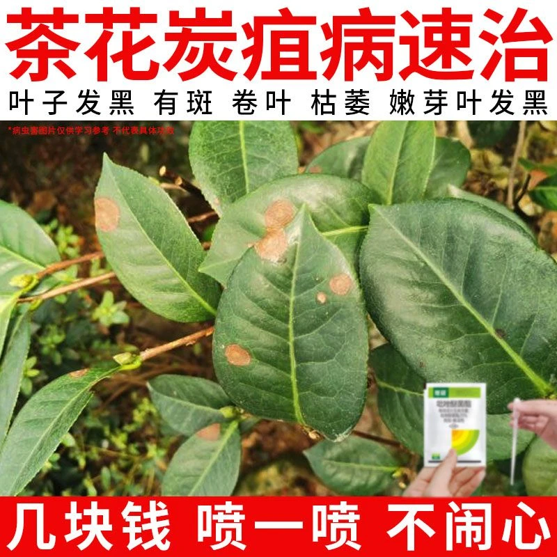 【茶花长斑急救】黄叶干尖枯枝发黑褐斑黑斑叶斑炭疽病速效杀菌剂