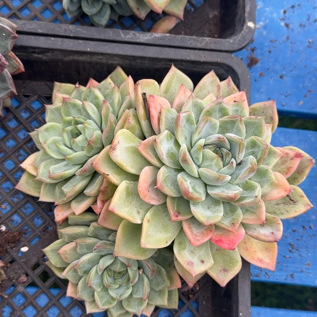 R***o媳妇好好笑啊呃一个大人工湖v尺寸