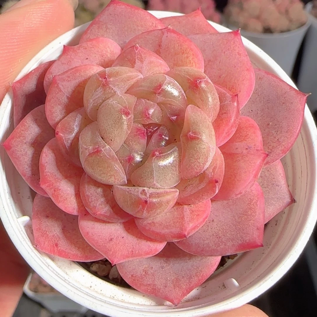 多肉0102-23甜心甜心