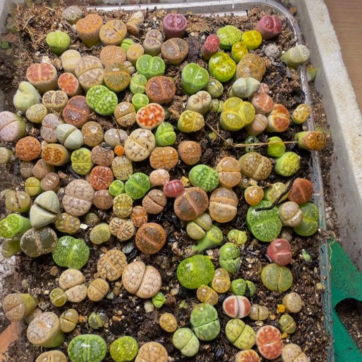(****o多肉植物的生长102