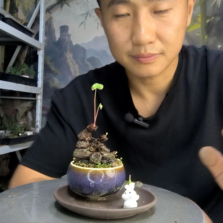 ?****棋中青园艺一物一拍257