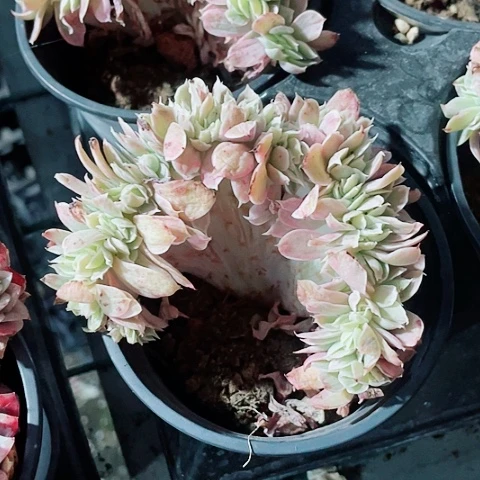 伯克利锦缀化韩版15:8一盆68888