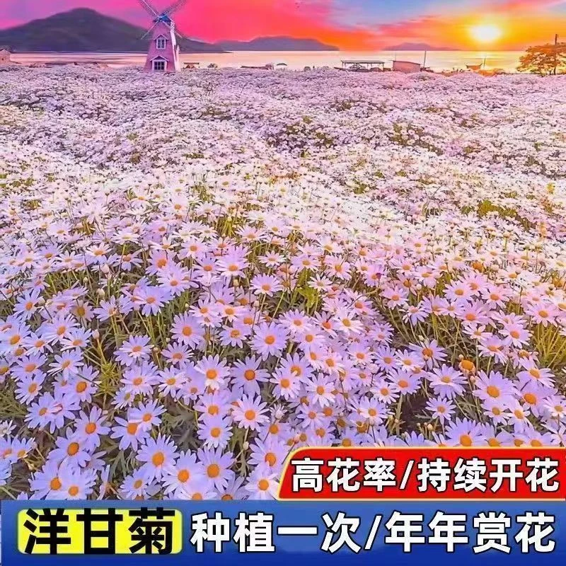 .2025洋甘菊种子小雏菊花种籽四季开花室内外阳台庭院盆栽白晶菊