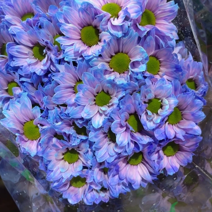 完全开放极光紫色小菊