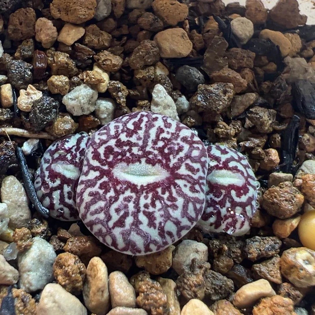 852多肉植物种类多样