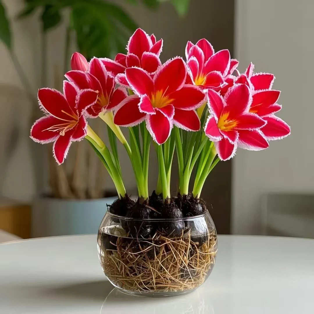 【浓香型】水培仙丽球盆栽好养室内外四季可种耐寒热水培花卉植物花
