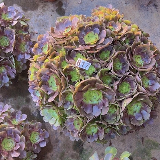 珊***珊多肉植物一个撕拉碗