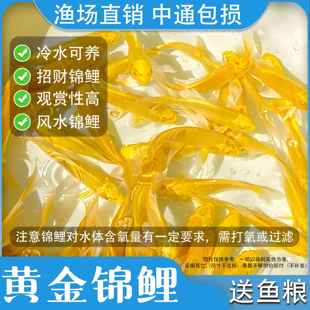 黄金锦鲤活鱼招财鱼金鱼活鱼好养耐活冷水鱼鱼苗活体小金鱼观赏鱼