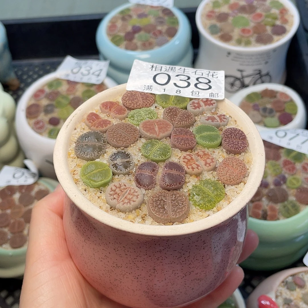 相遇开播福利038