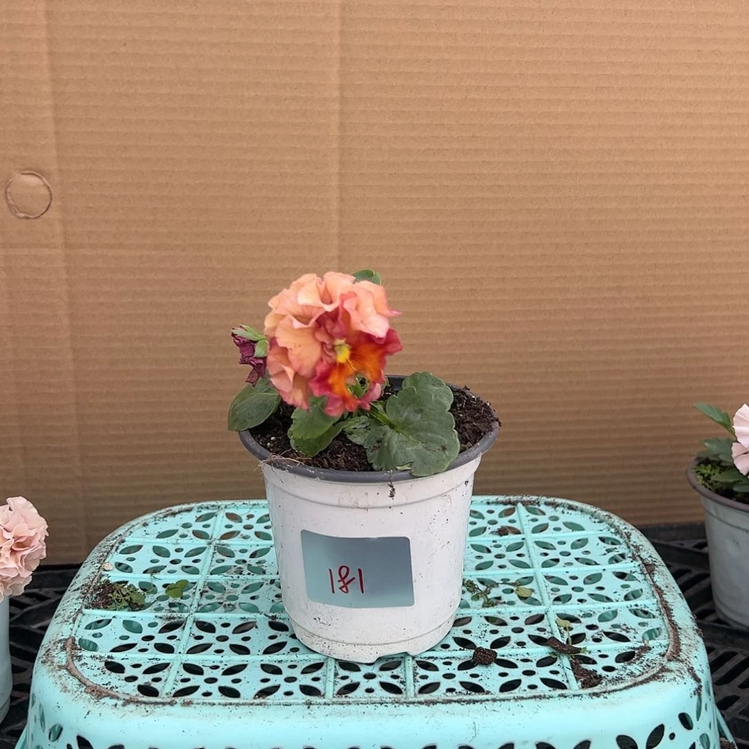 【闪购商品】完全开放181号