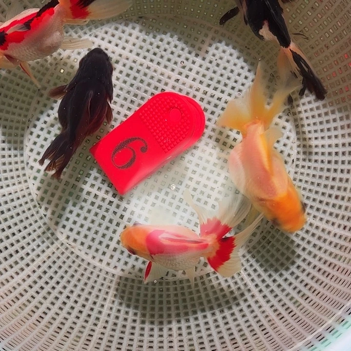 金鱼6号尺寸5-7区间