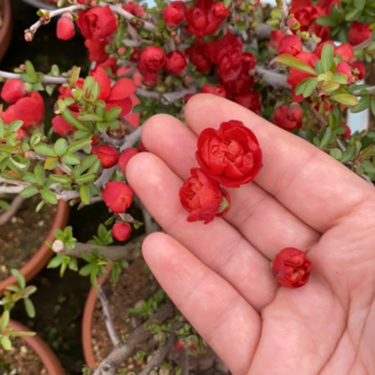 长寿梅系列小叶盆景