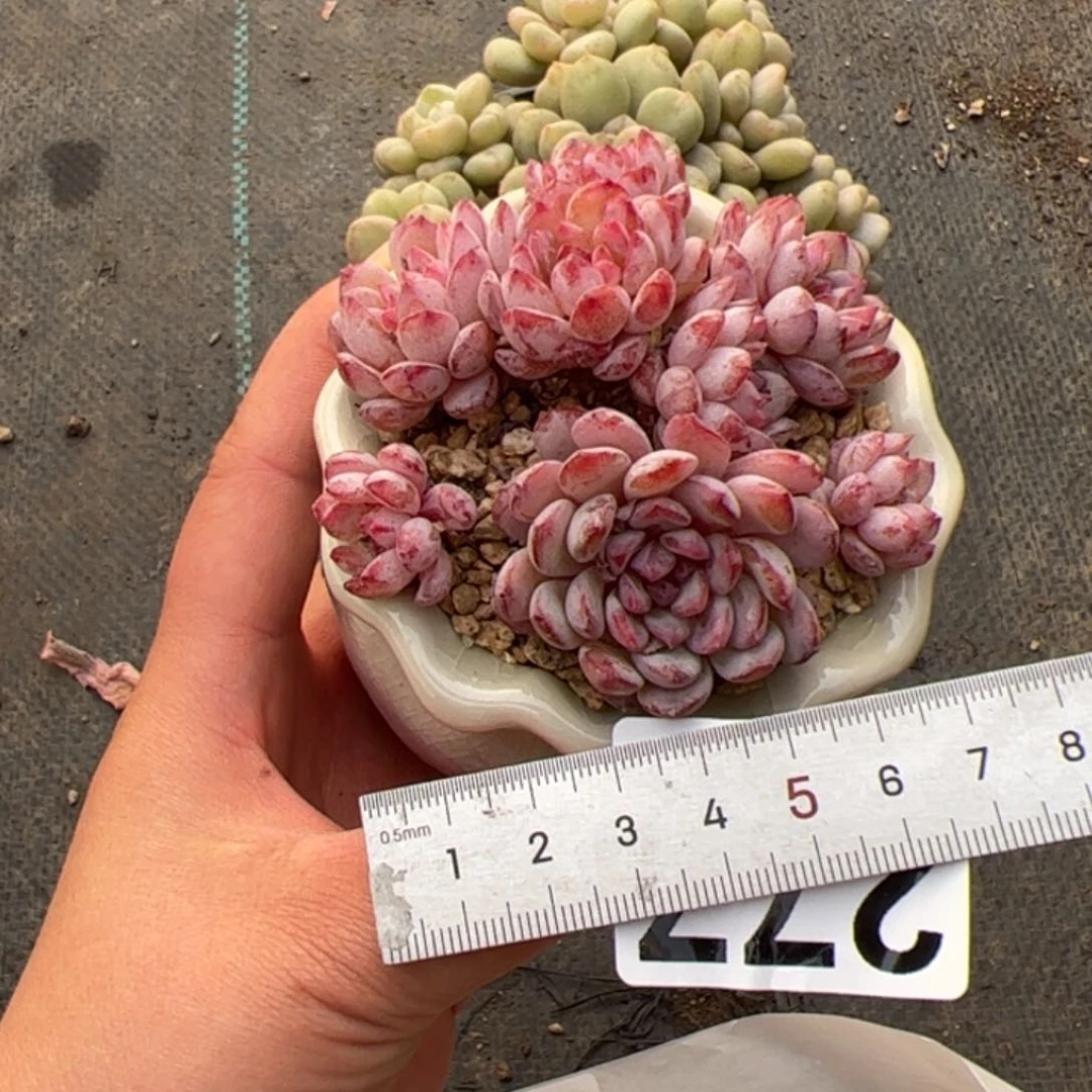 蒲**飞277 多肉植物组合