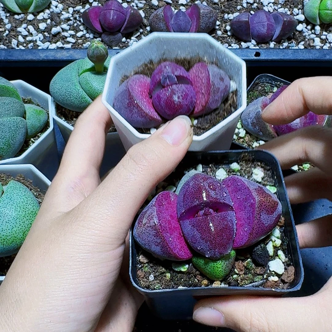 带花苞紫元宝一颗福利炸
