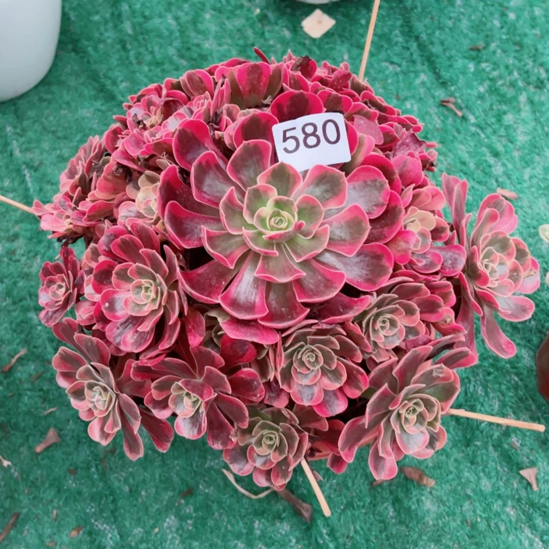 580爱神法师多肉植物