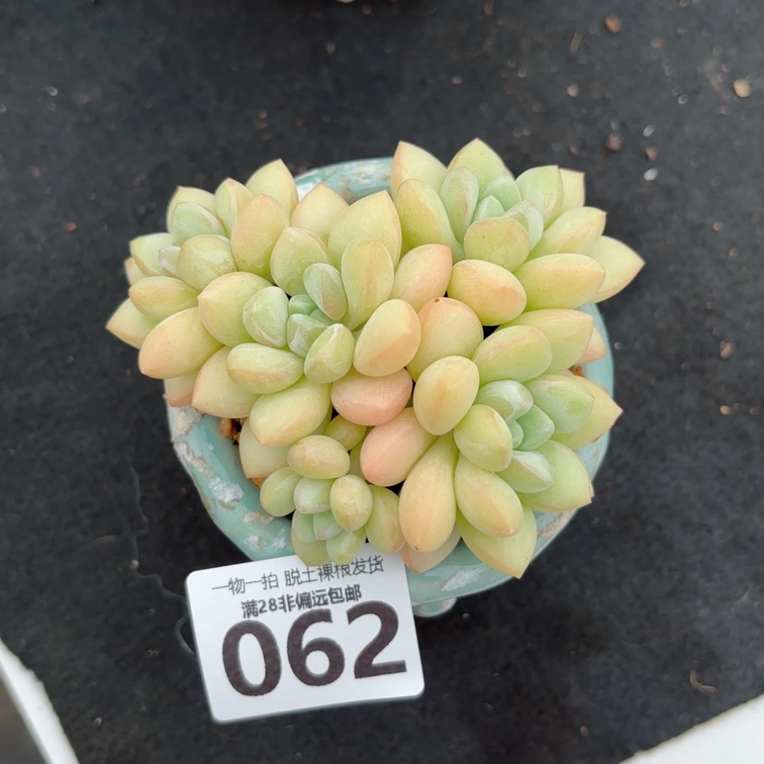 泡泡糖整群无盆土发货