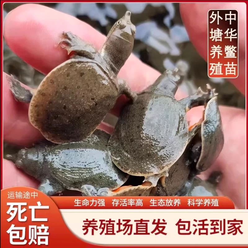 【甲鱼苗包邮包损】2025新出壳甲鱼苗鱼塘水库稻田养殖中华鳖团鱼