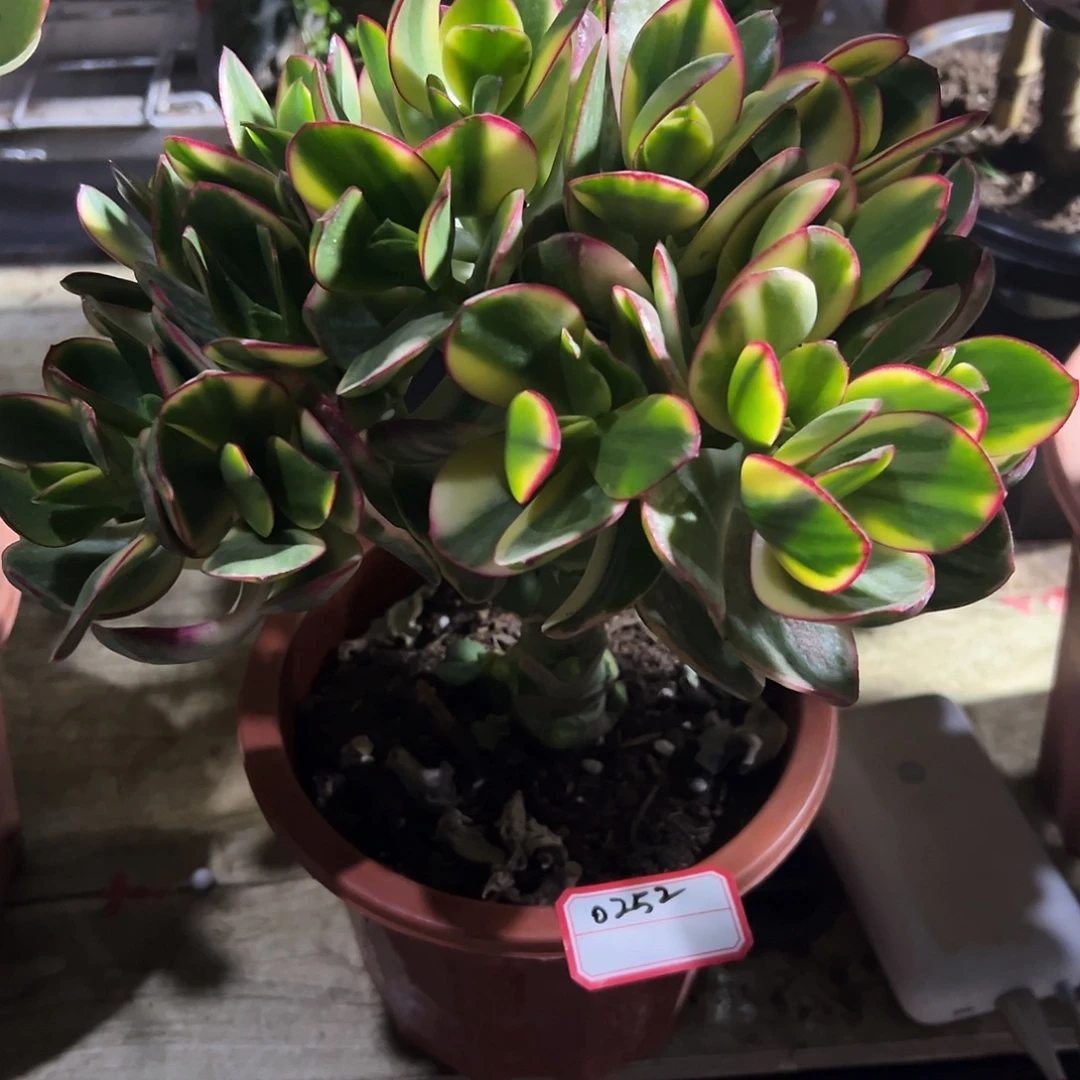 流****稀有新花月锦带盆发货0252