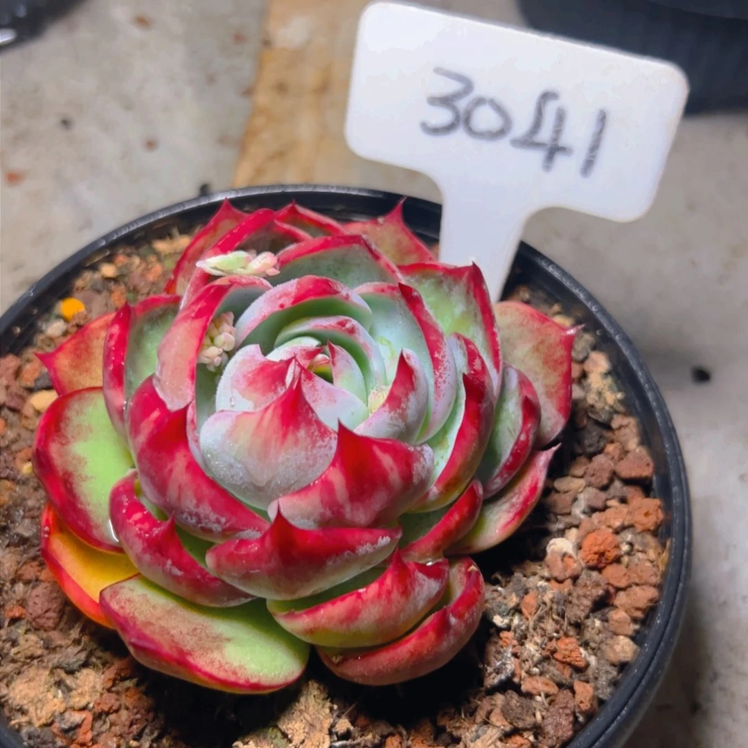 惊鸿仙子一物一拍3041号