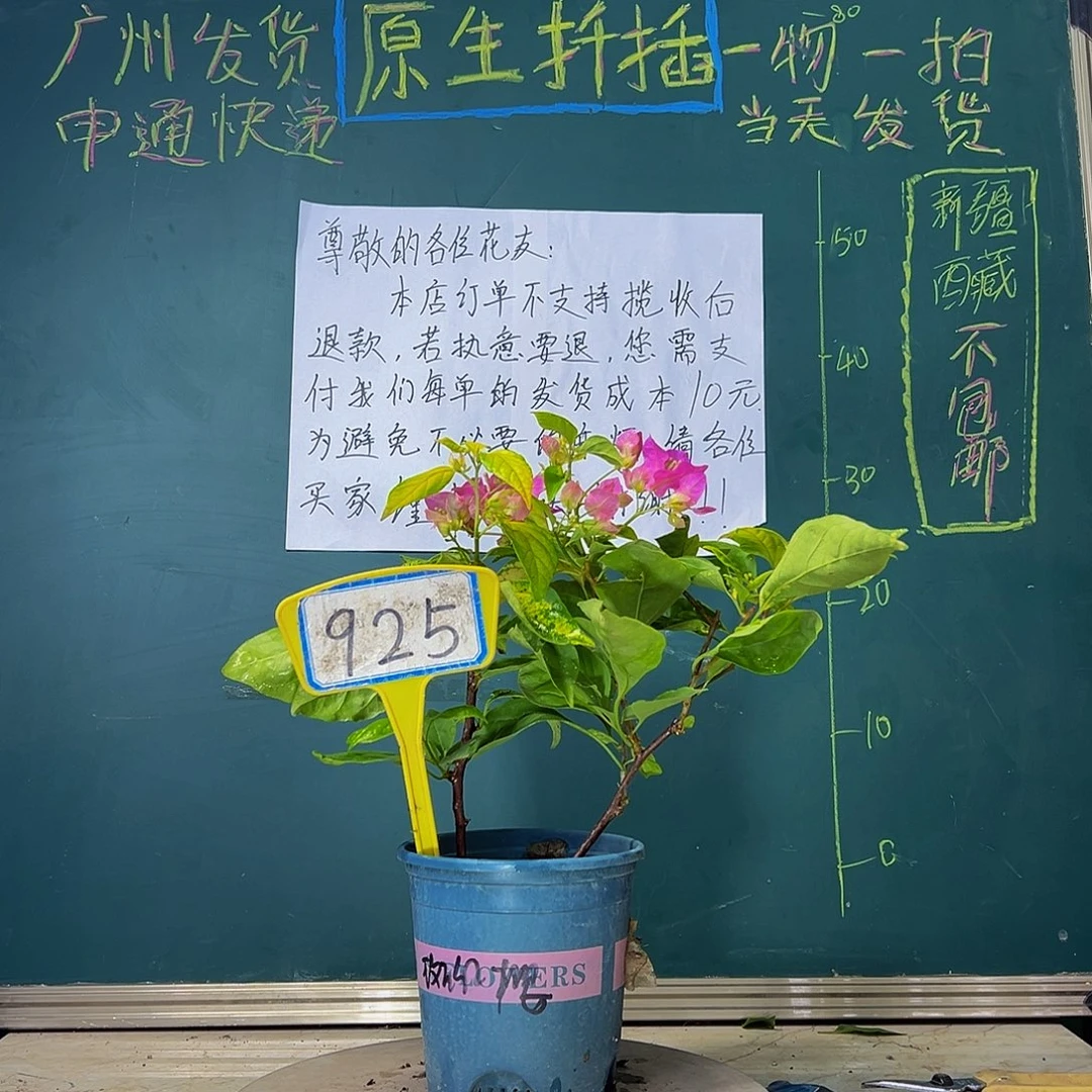 当前无花栽培后可以开花  双杆  斑红樱  925