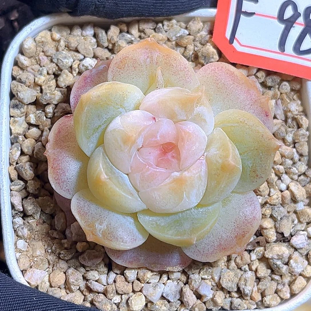 F986一物一拍 花影