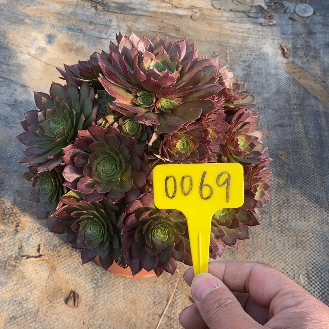 红陶0069号红魔老桩