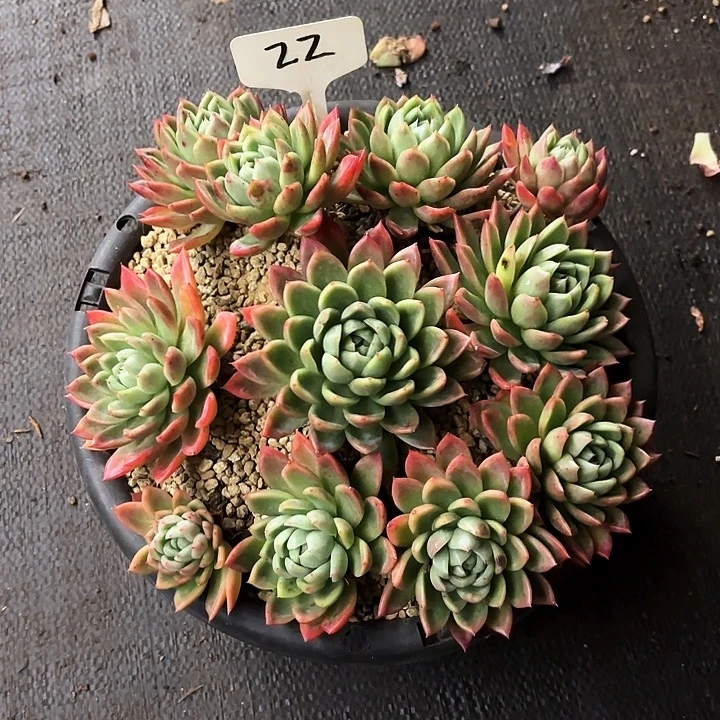 多肉植物，红女巫22号