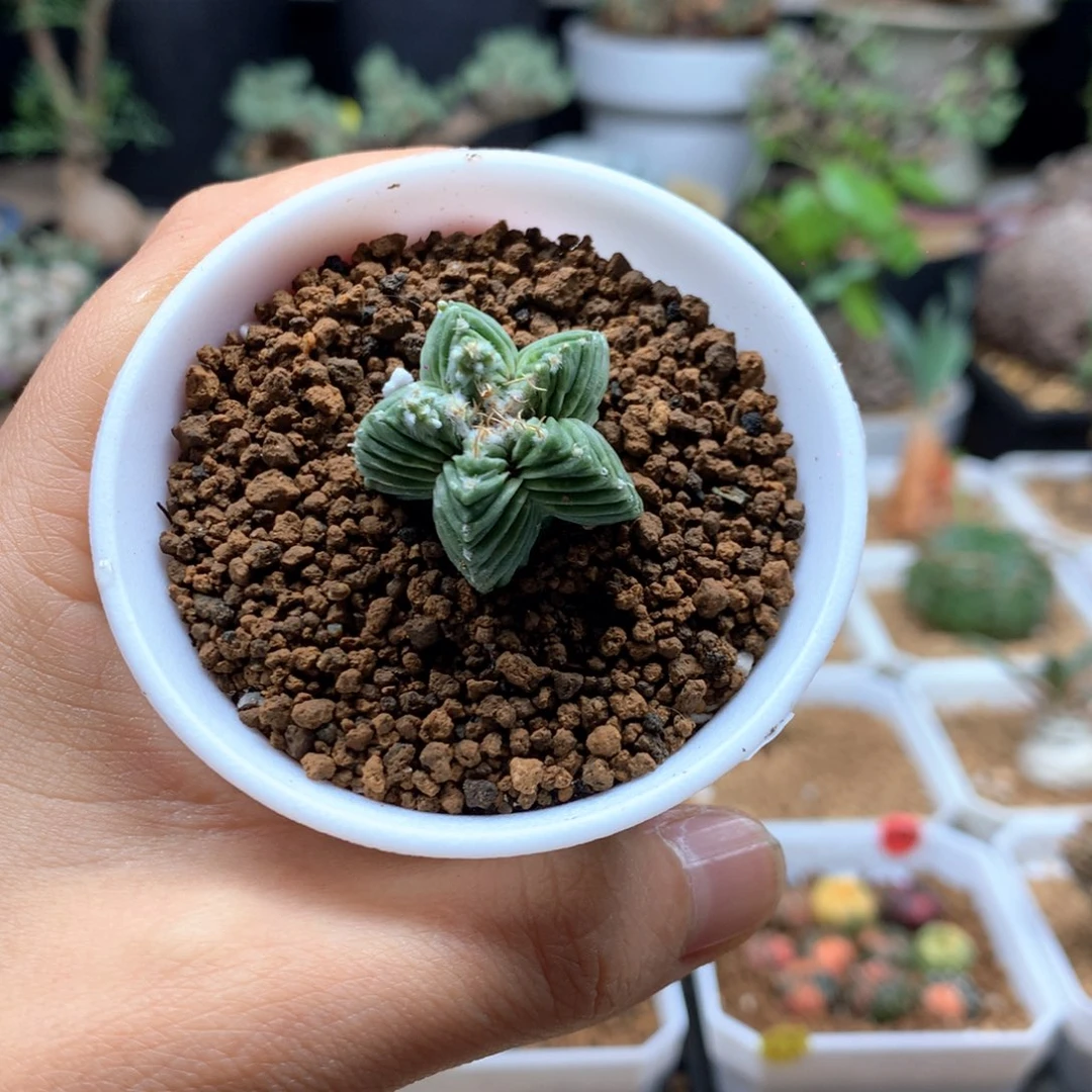 五星花笼自根仙人球带盆
