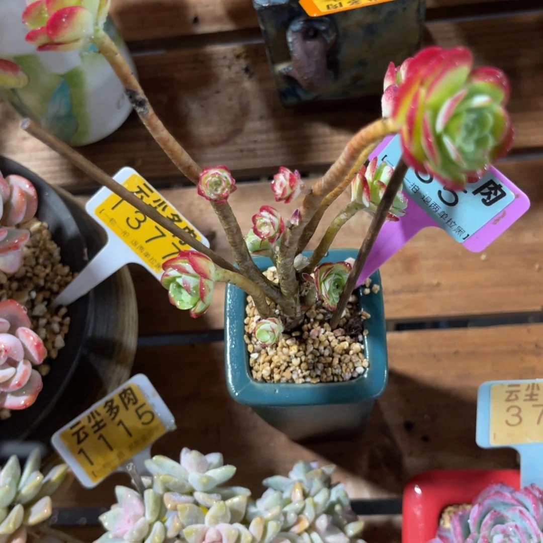 云尘多肉一物一拍不含盆35