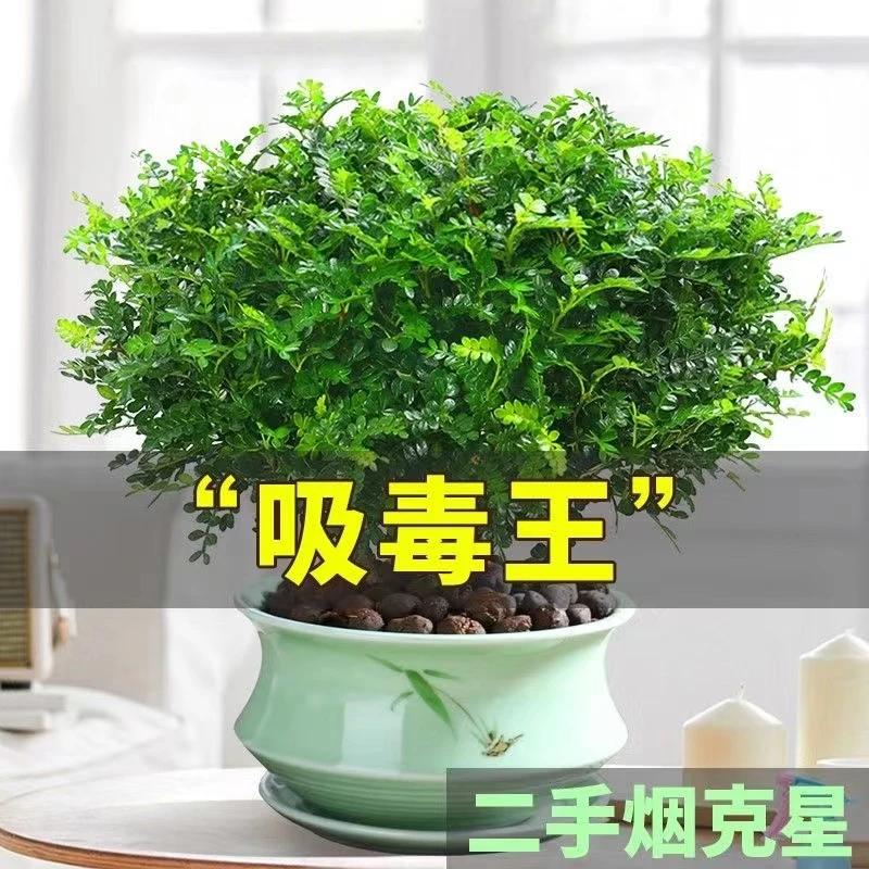 【驱蚊虫】清香木盆栽室内花卉植物净化空气除甲醛绿植提神胡椒木