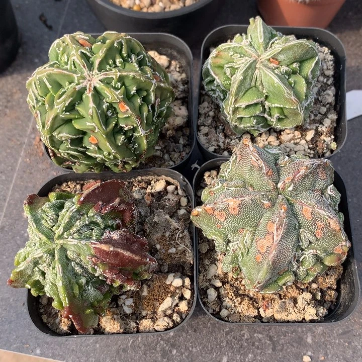 【闪购商品】R****刘仙人球仙人球仙人球仙人球