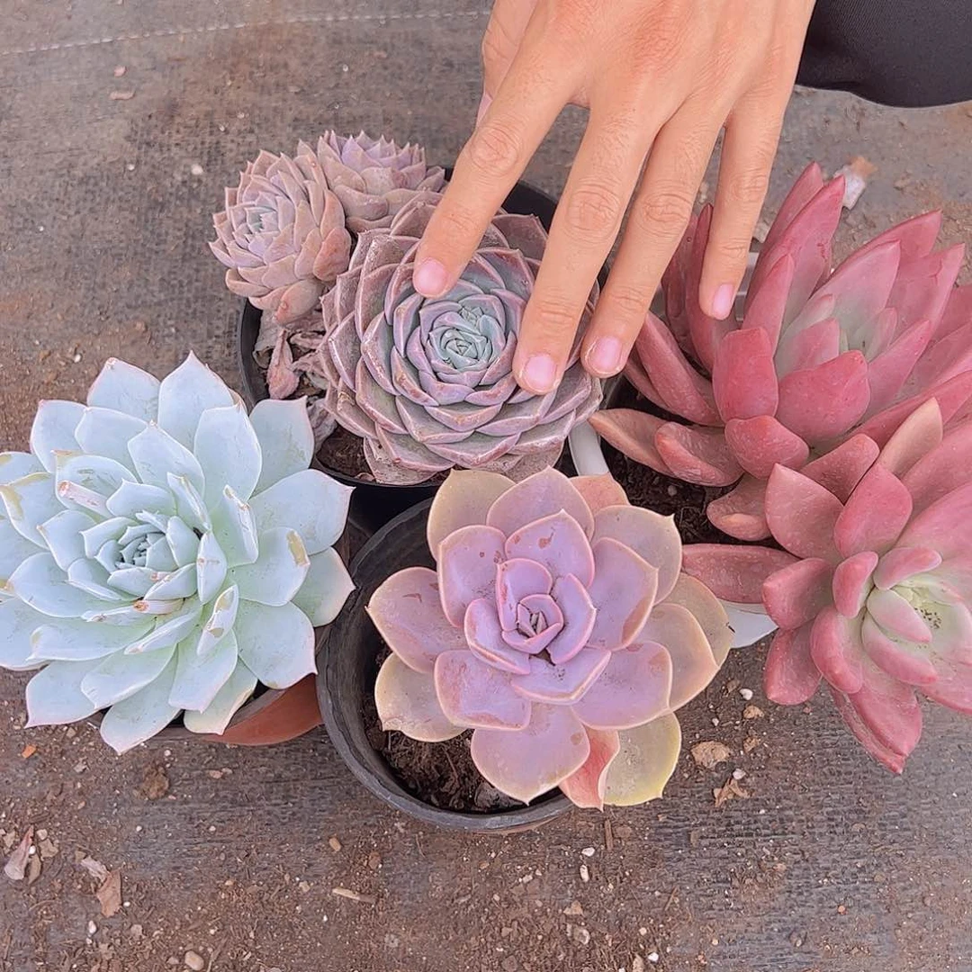桃花源，原始哈利沃森，紫丁香，薄叶蓝鸟各一