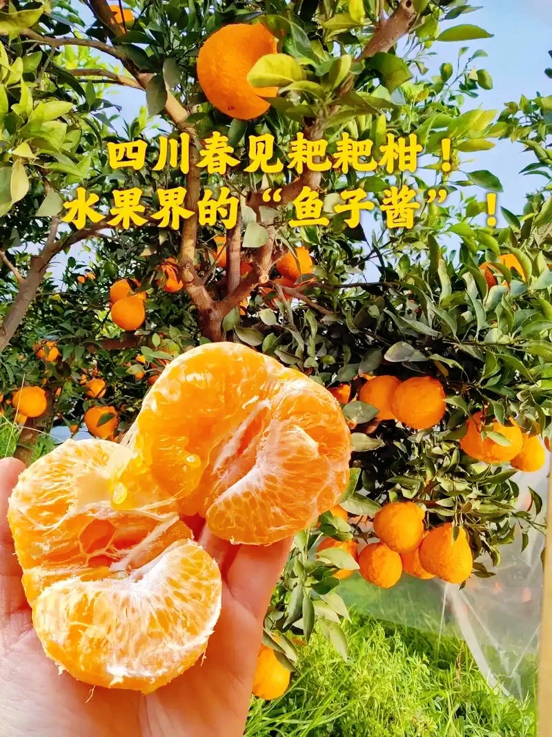四川正宗春见耙耙柑现摘现发【鱼籽酱一样的果粒】皮薄4-8斤