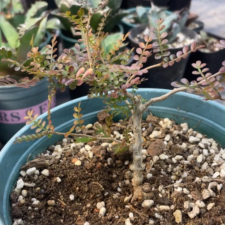 【闪购商品】胡**缠实生象足漆树