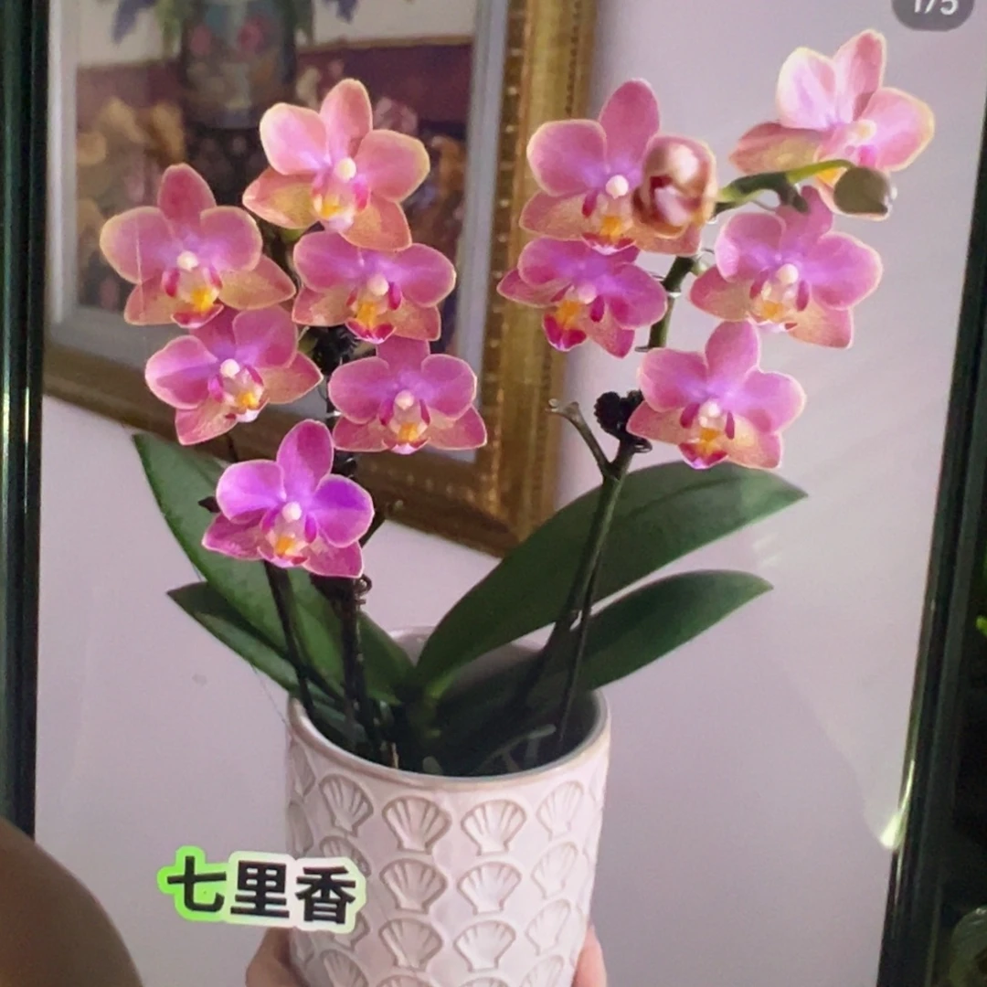 当前无花栽培后可以开花七里香苗子发货凑单发货