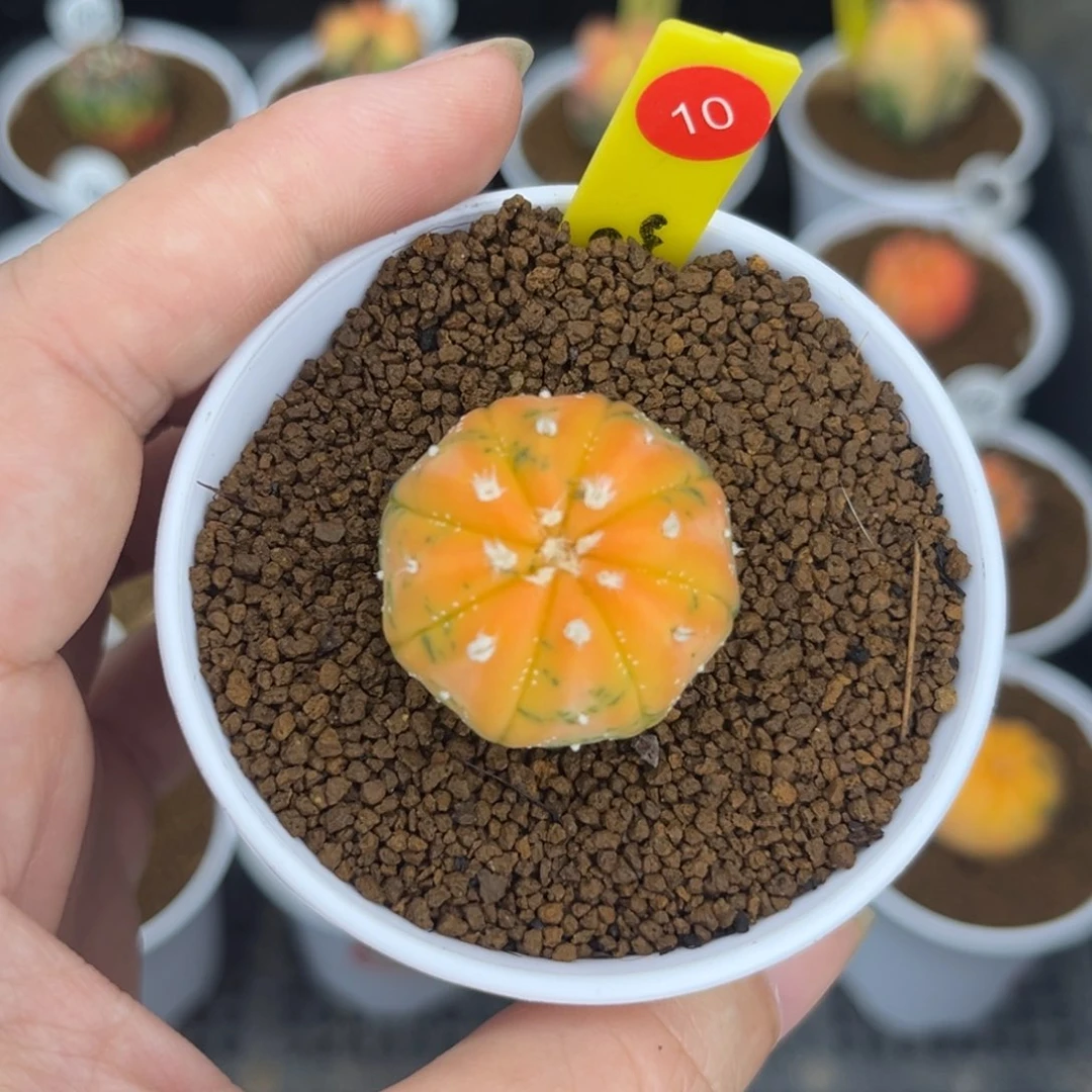 10实生兜锦，带盆土发货