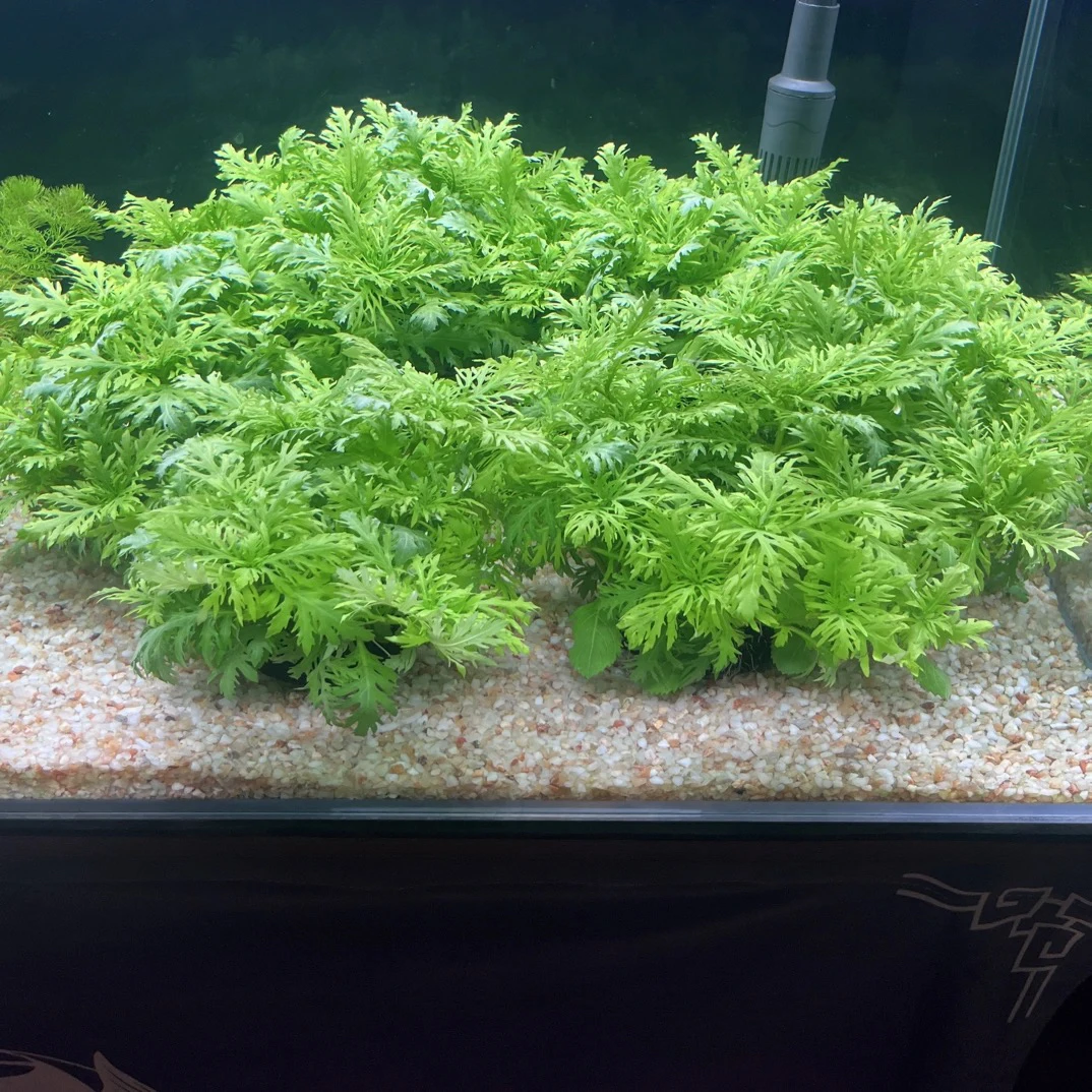 水罗兰坨草鱼缸造景水草