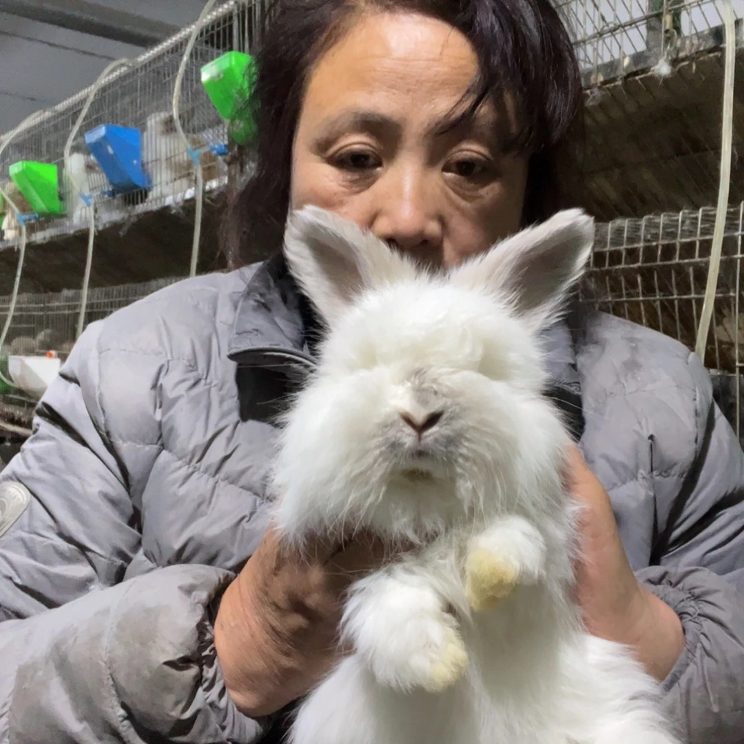 宠物兔英系安哥拉兔