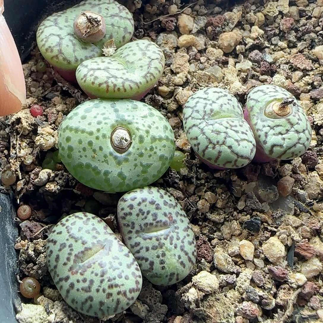 ?28包邮脱土发货26045