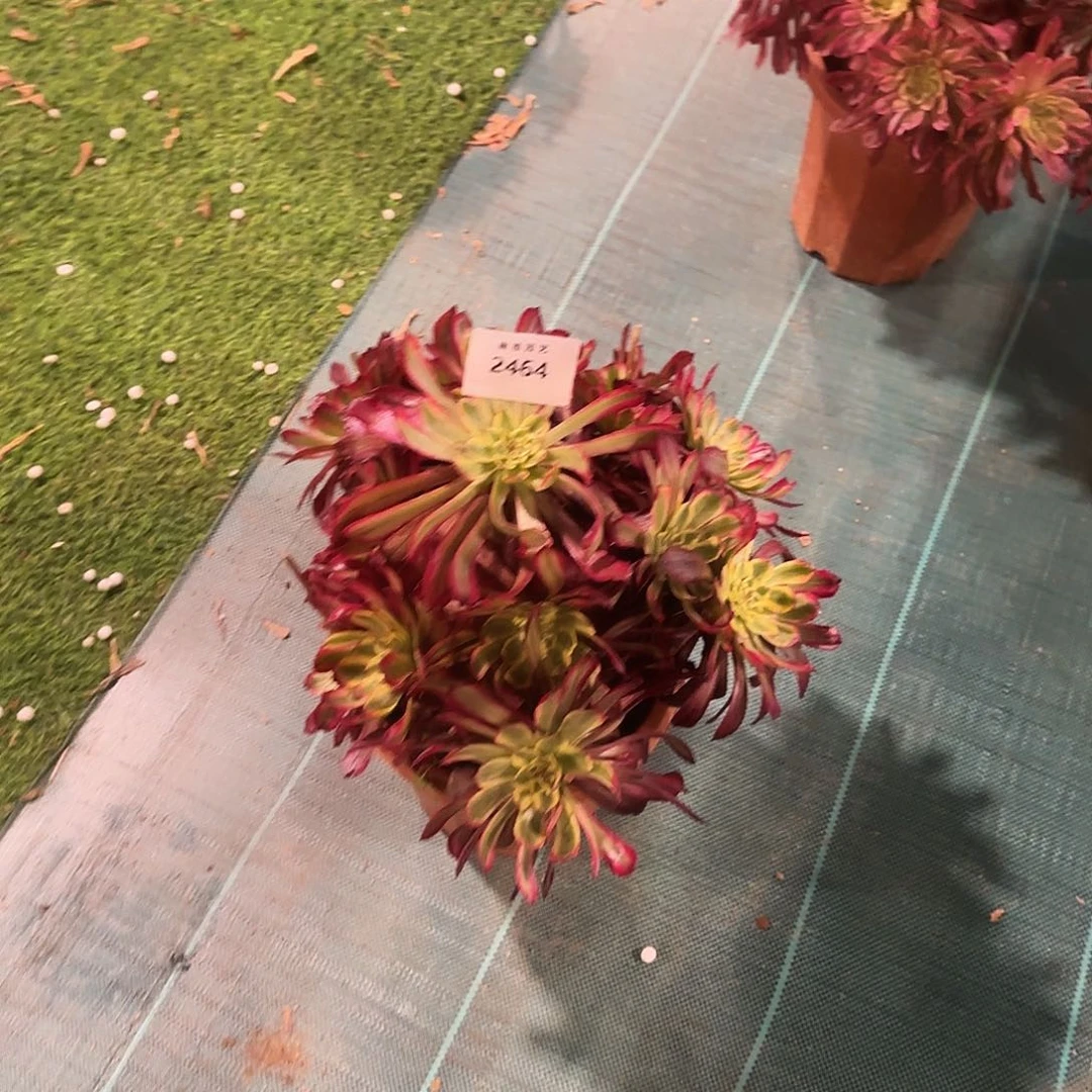 多肉植物紫微2464