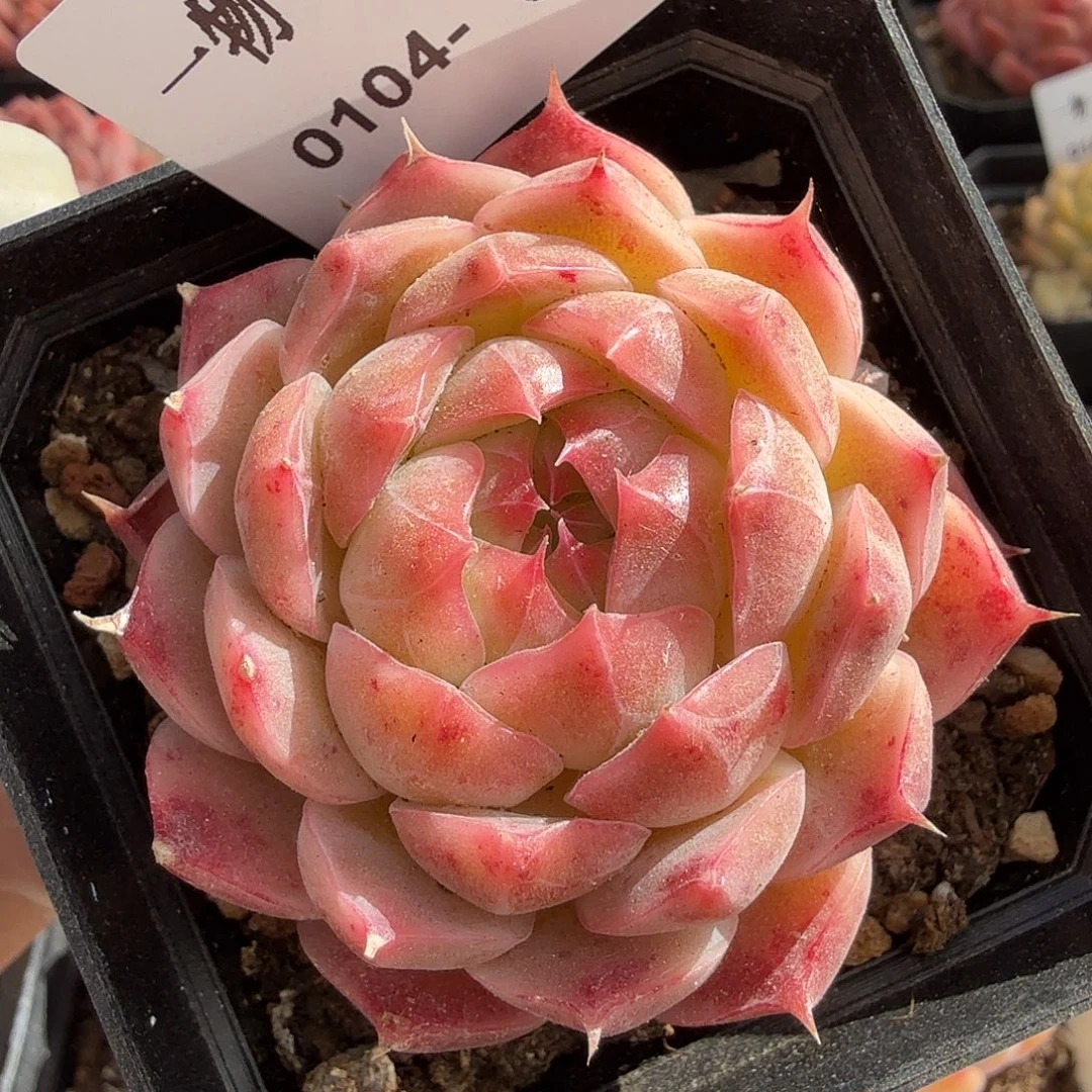 0104-30多肉一物一拍