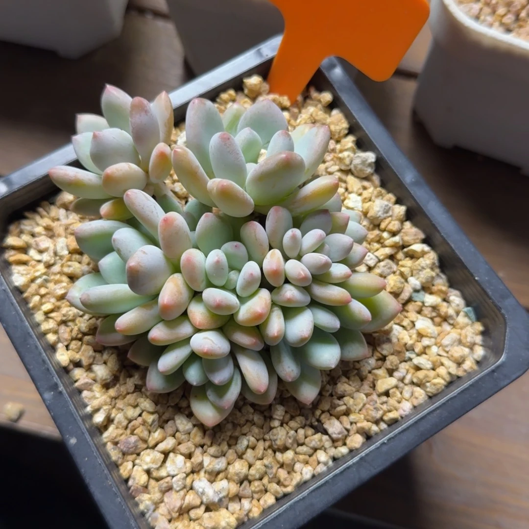 三明治美人特价11111111111